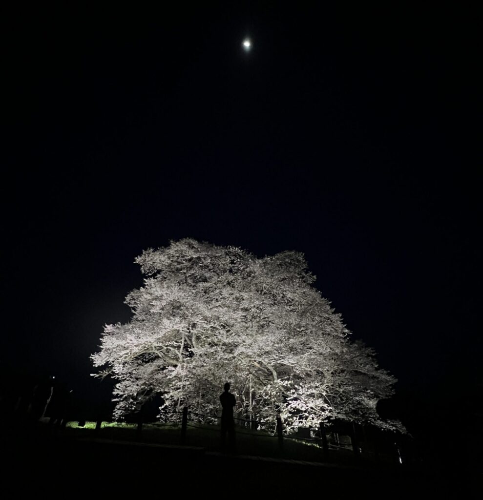 醍醐桜の夜